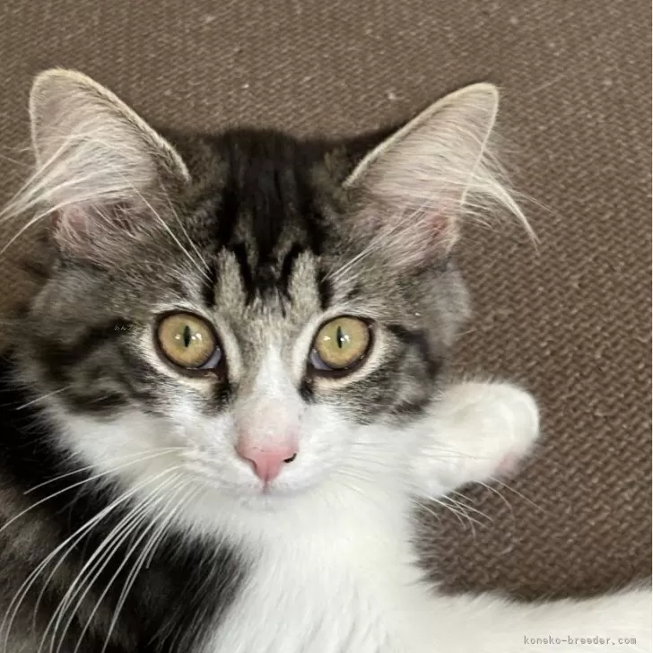 ID:2401-02583の子猫