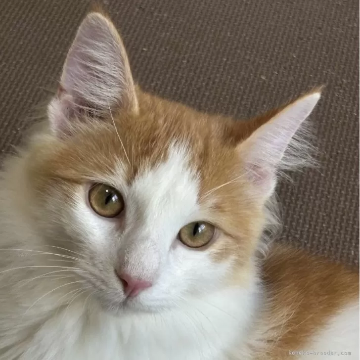 ID:2404-01337の子猫