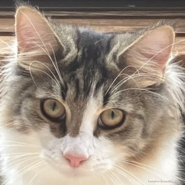 ID:2305-01926の子猫