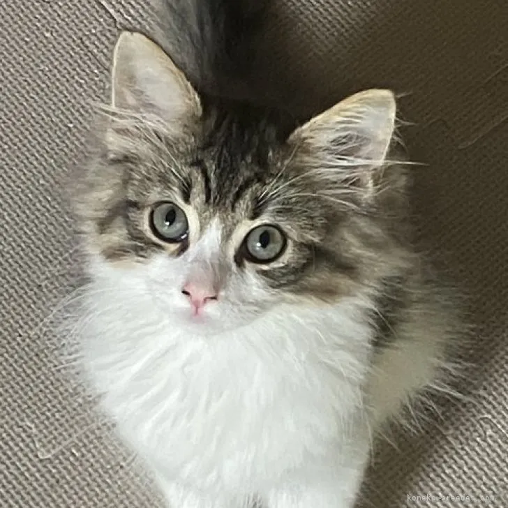 ID:2305-00049の子猫