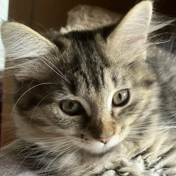 ID：2305-00054の子猫