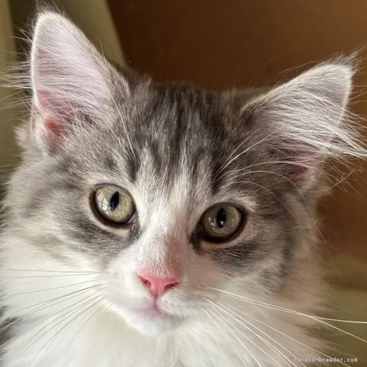 ID：2402-01572の子猫
