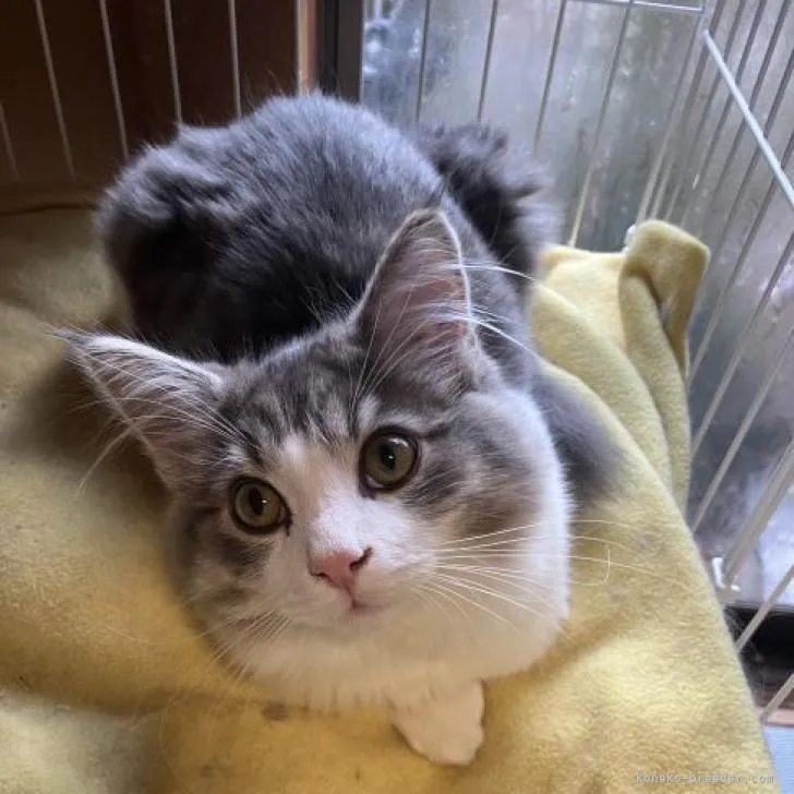 ID:2209-00585の子猫