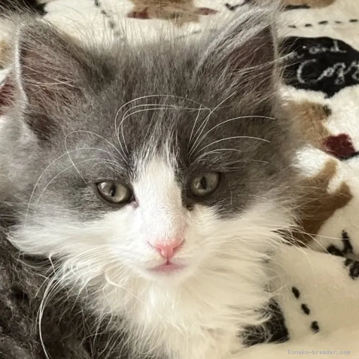 ID:2304-00389の子猫