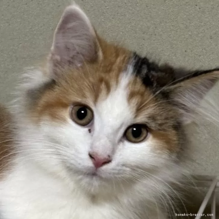 ID：2410-01417の子猫