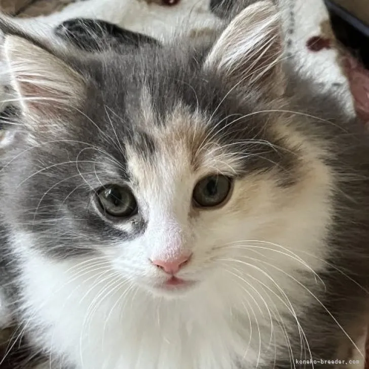 ID:2305-01931の子猫
