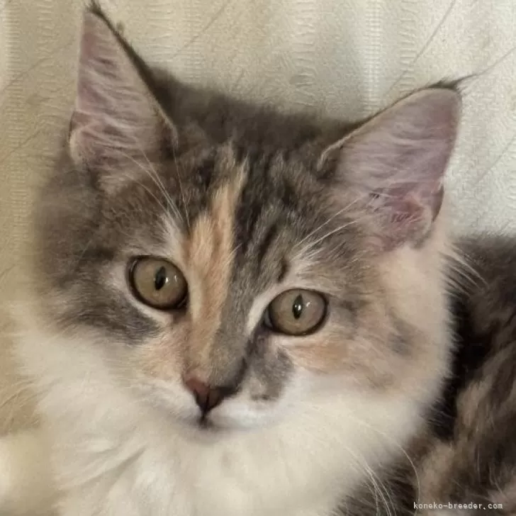 ID:2407-01917の子猫