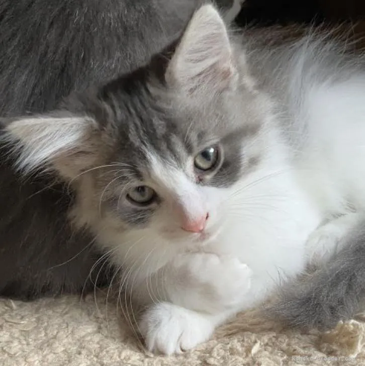 ID:2208-02504の子猫