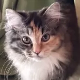 ノルウェージャンフォレストキャット【福島県・女の子・2024年1月1日・ブラウンマッカレルタビー&ホワイト】の写真1「模様は変わっていますが美人さんです」