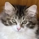 ノルウェージャンフォレストキャット【福島県・女の子・2024年1月1日・キャリコ(血統書団体に確認済み)】の写真1