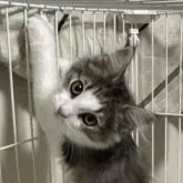 ノルウェージャンフォレストキャット【福島県・女の子・2024年1月14日・ブラウンマッカレルタビー&ホワイト】の写真2