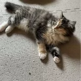 ノルウェージャンフォレストキャット【福島県・女の子・2024年1月1日・ブラウンマッカレルタビー&ホワイト】の写真3