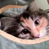 ノルウェージャンフォレストキャット【福島県・女の子・2024年1月1日・ブラウンマッカレルタビー&ホワイト】の写真5「性格はかなり懐っこい」