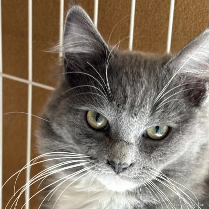 ID：2501-01001の子猫