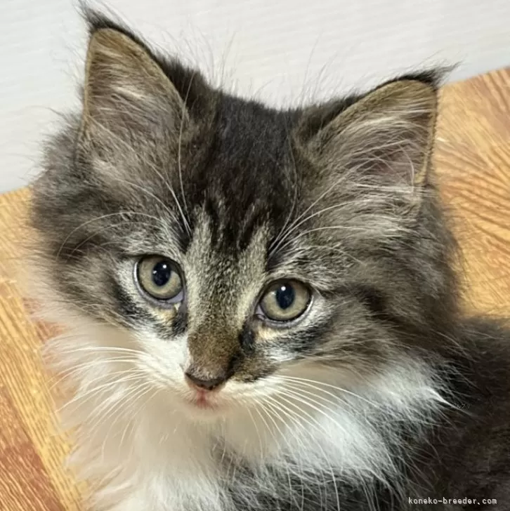 ノルウェージャンフォレストキャット【福島県・男の子・2025年10月3日・ブラックマッカレルタビー&amp;ホワイト】の写真1
