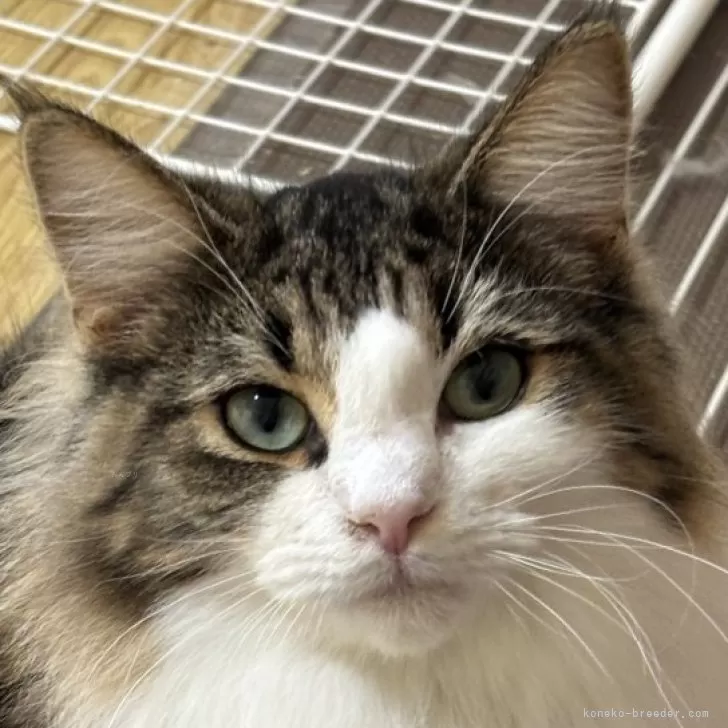 ノルウェージャンフォレストキャット【福島県・女の子・2025年3月28日・ブラウンクラシックタビー&amp;ホワイト】の写真1