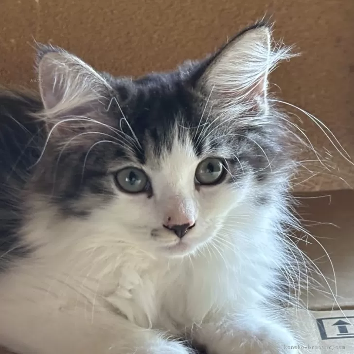 ID:2505-03190の子猫