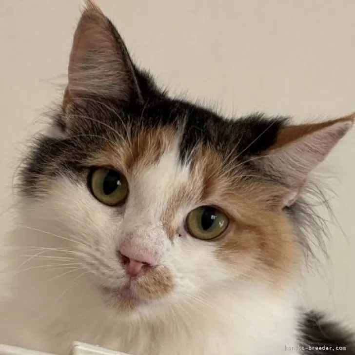 ノルウェージャンフォレストキャット【福島県・女の子・2024年11月16日・キャリコ】の写真1