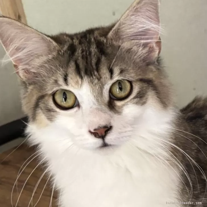 ID:2501-00583の子猫