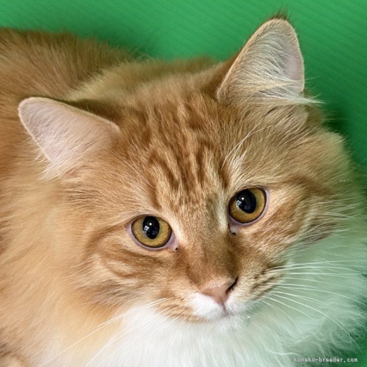 ブリーダー画像