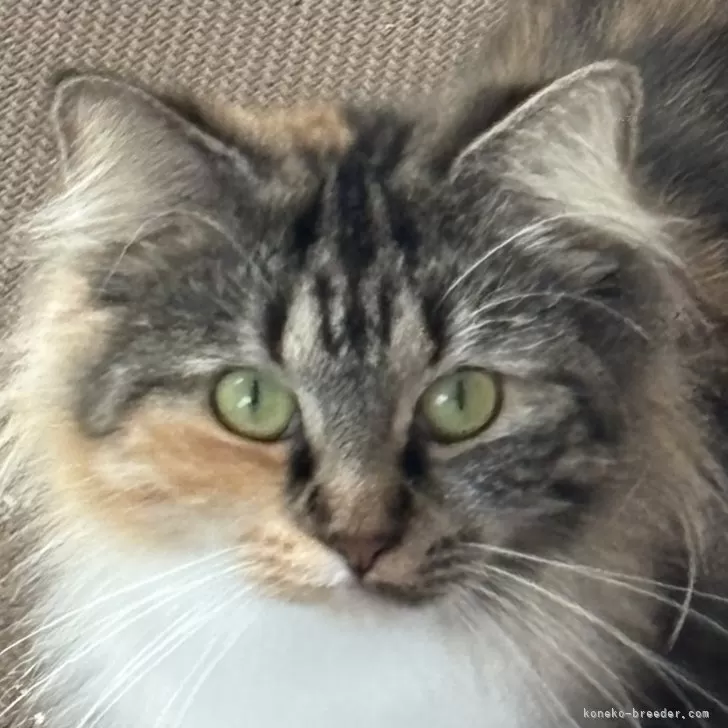 ノルウェージャンフォレストキャット【福島県・女の子・2024年6月3日・ブラウンパッチドタビー&amp;ホワイト】の写真1