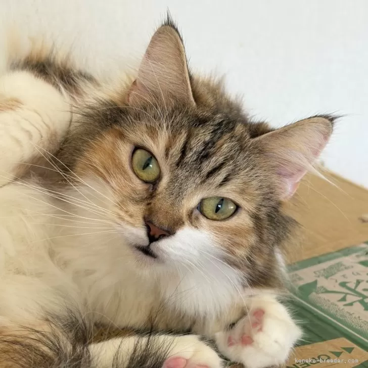 ID：2407-01919の子猫