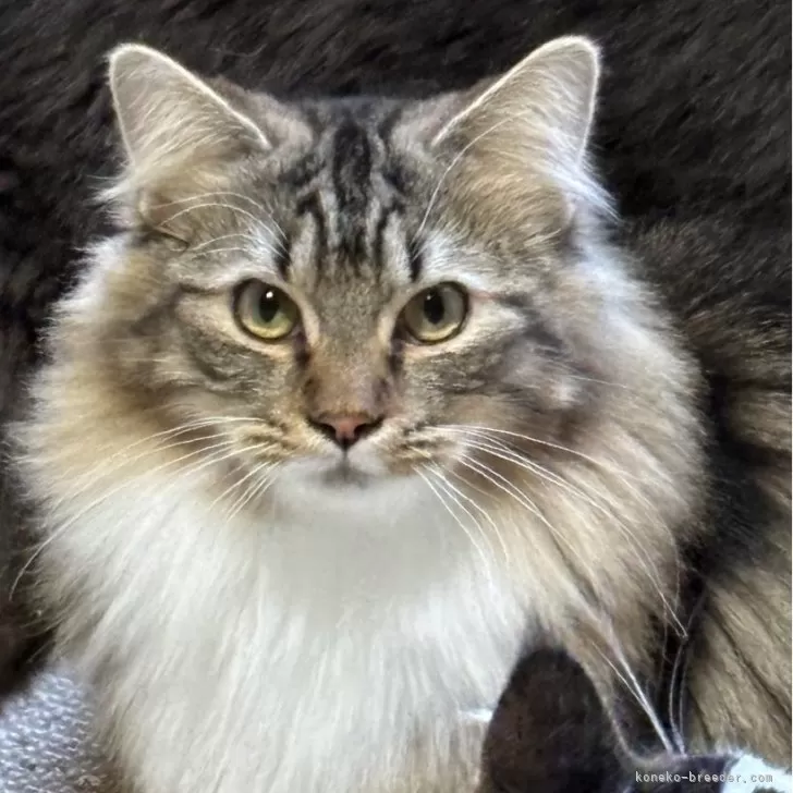 ノルウェージャンフォレストキャット【福島県・男の子・2025年3月13日・ブラウンクラシックタビー&amp;ホワイト】の写真1「ワイルドなお顔になって来ました」