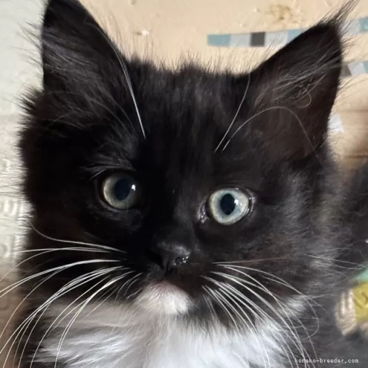 ID：2501-01165の子猫