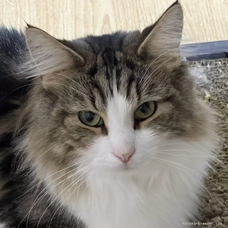 ノルウェージャンフォレストキャット【福島県・男の子・2024年5月11日・ブラウンクラシックタビー&amp;ホワイト】の写真1