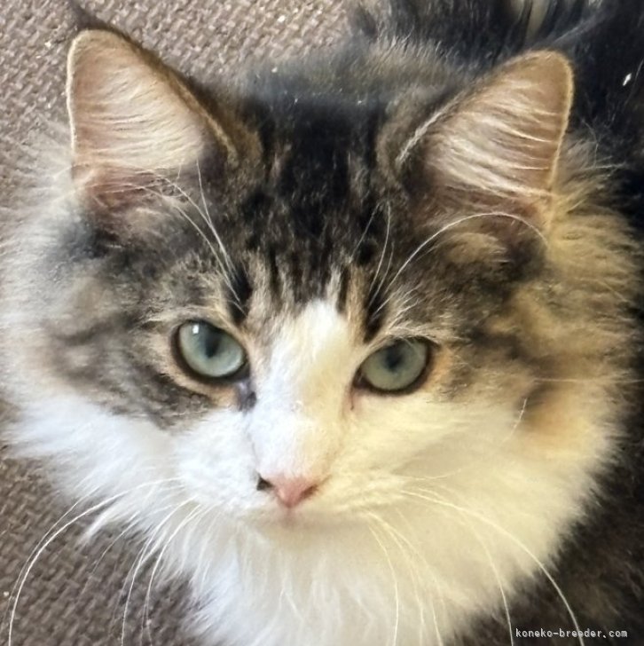 ブリーダー画像