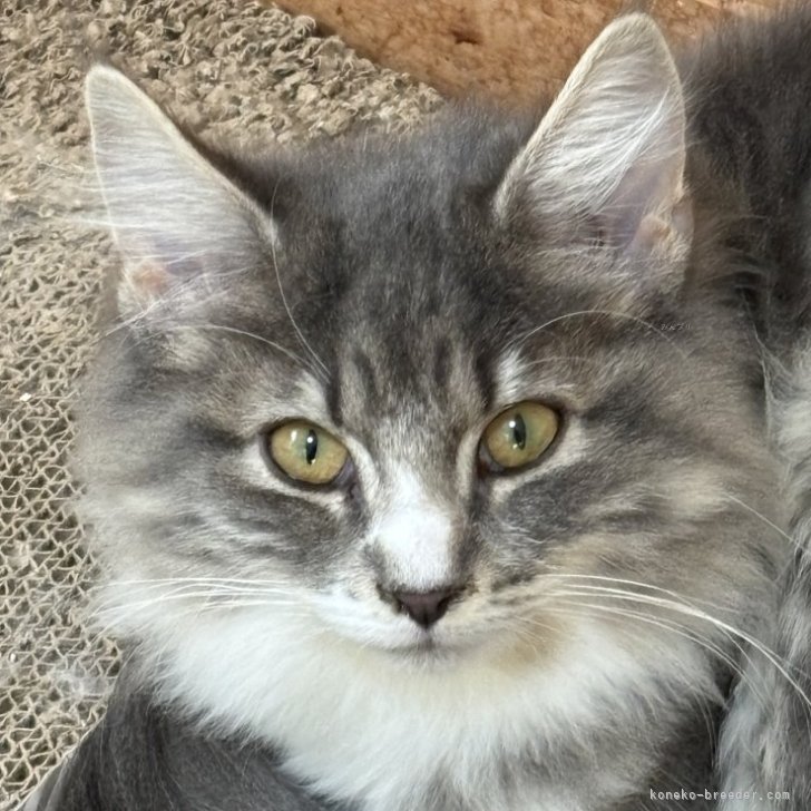 ブリーダー画像