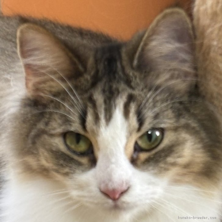 ブリーダー画像