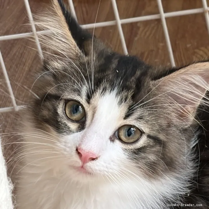 ID：2605-02243の子猫