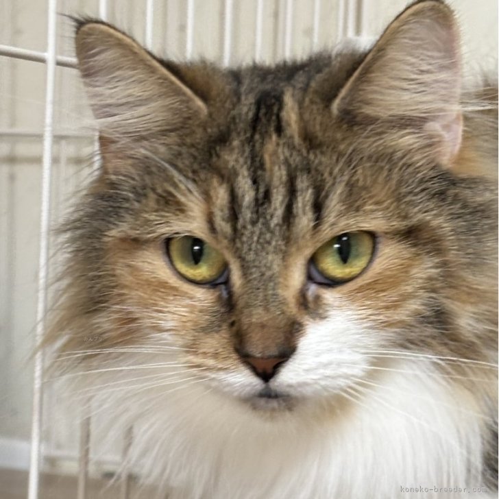 ブリーダー画像