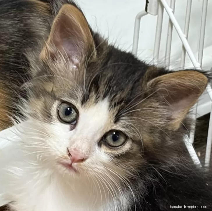 ノルウェージャンフォレストキャット【福島県・男の子・2025年10月5日・ブラウンタビー&amp;ホワイト】の写真1