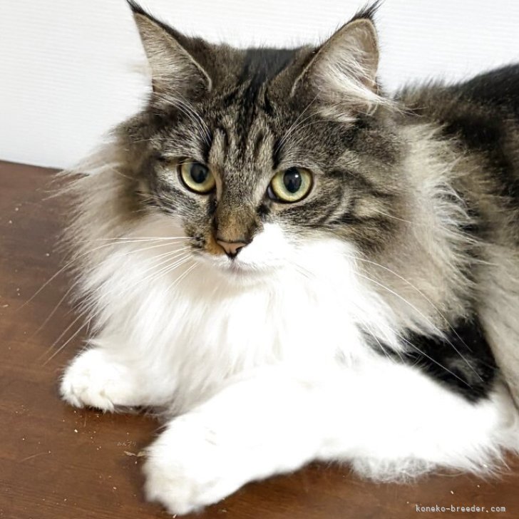 ブリーダー画像