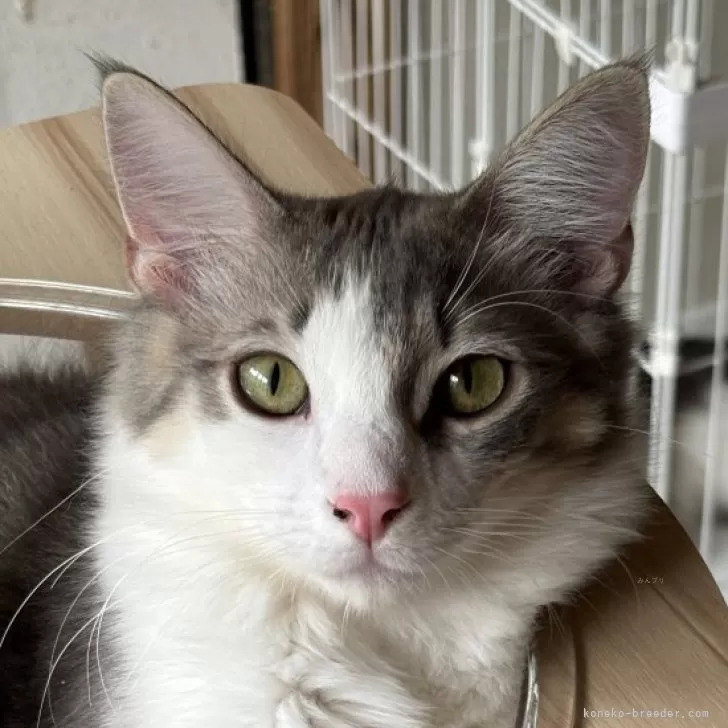 ID:2501-00132の子猫