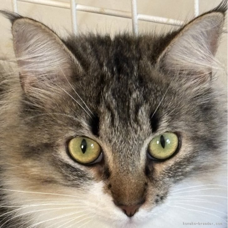 ブリーダー画像