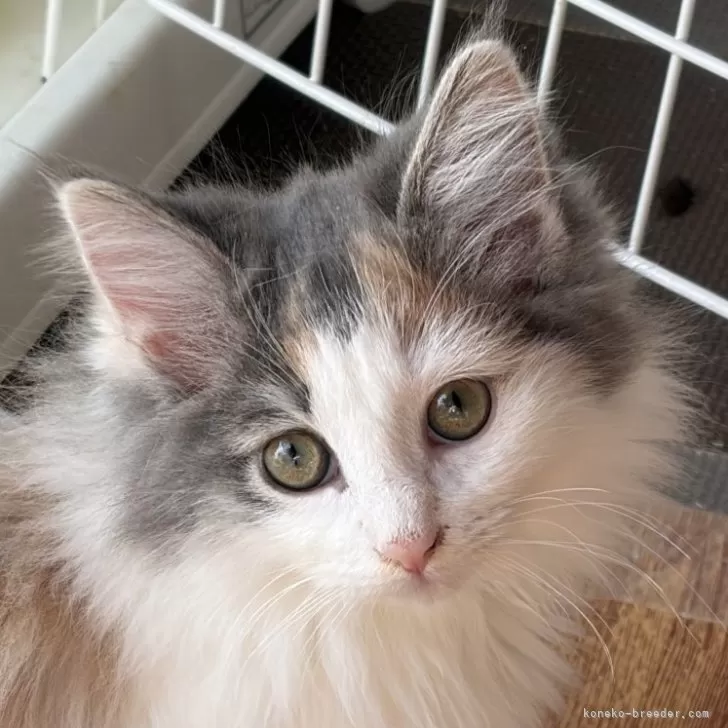ID：2512-00481の子猫