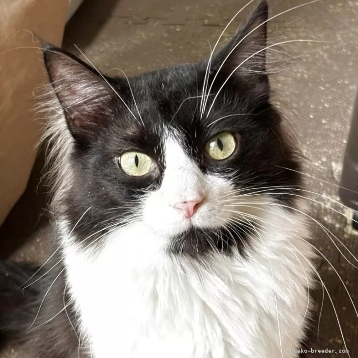 ID：2408-03119の子猫