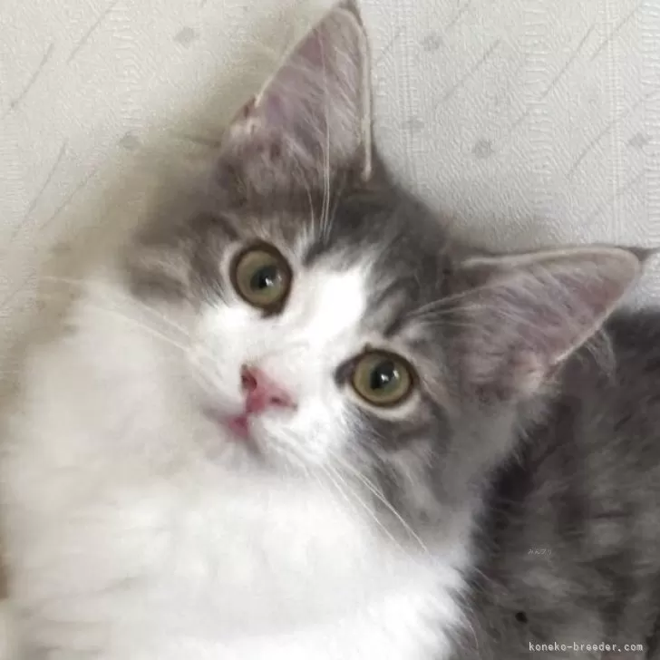 ID:2504-02963の子猫