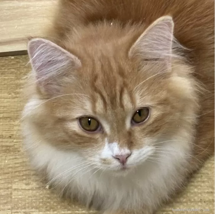 ノルウェージャンフォレストキャット【福島県・男の子・2025年3月13日・レッドクラシックタビー&ホワイト】の写真1「とにかく良く喋る」