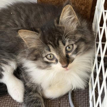 ノルウェージャンフォレストキャット【福島県・男の子・2025年10月3日・ブラックマッカレルタビー&ホワイト】の写真「穏やかな性格」