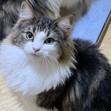 ノルウェージャンフォレストキャット【福島県・女の子・2025年3月28日・ブラウンクラシックタビー&ホワイト】の写真「穏やかで父似の美人さん」