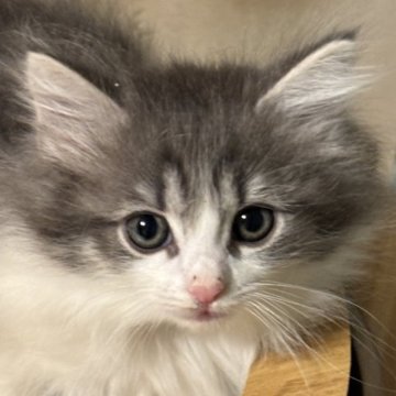 ノルウェージャンフォレストキャット【福島県・女の子・2025年9月13日・ブルーマッカレルタビー&ホワイト】の写真「母サマンサ似の美人三女」