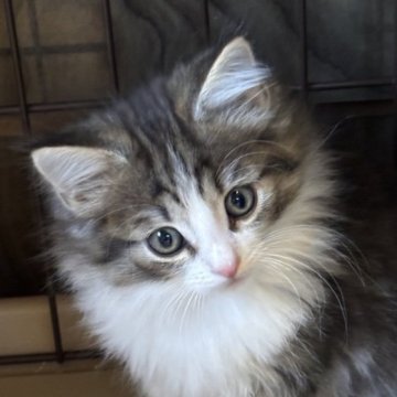 ノルウェージャンフォレストキャット【福島県・男の子・2025年9月13日・ブラウンマッカレルタビー&ホワイト】の写真「母サマンサ似のイケメン長男」