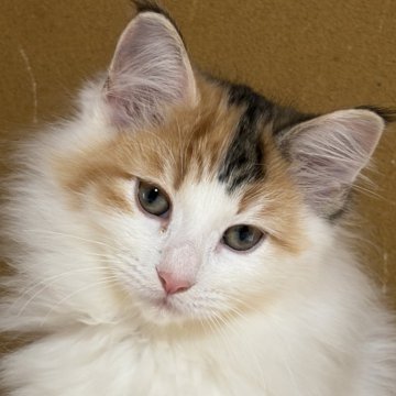 ノルウェージャンフォレストキャット【福島県・女の子・2025年10月3日・バンキャリコ】の写真「三毛らしくツンデレな性格」