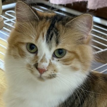 ノルウェージャンフォレストキャット【福島県・女の子・2024年10月31日・キャリコ】の写真「淡い縞三毛で懐っこい性格」