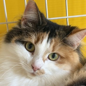 ノルウェージャンフォレストキャット【福島県・女の子・2024年11月16日・キャリコ】の写真「三毛らしいツンデレな性格」