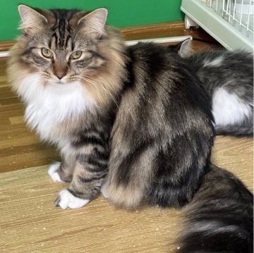 ノルウェージャンフォレストキャット【福島県・男の子・2025年3月13日・ブラウンクラシックタビー&ホワイト】の写真「ワイルドな風貌、穏やかな性格」